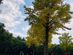 -花溪公园