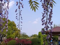 -嘉定紫藤园