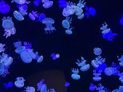 -欢乐海岸海洋奇梦馆