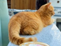 -喵屿·大理花园猫咖