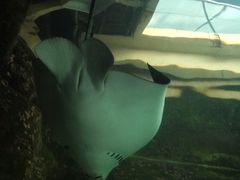 -悉尼海洋生物水族馆