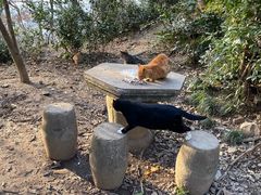 -紫金山山顶公园