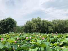 -长兴太湖图影湿地文化园
