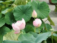-莲花池公园