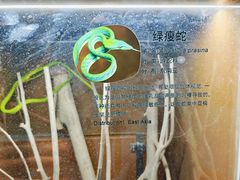 -上海大自然野生昆虫馆(东方明珠·爬宠昆虫探索中心)