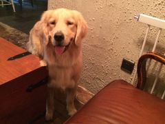 -百好乐宠物友好餐厅(朝外大街店)