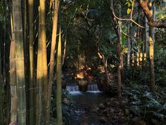 -深圳仙湖植物园