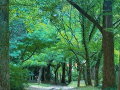 -上海共青森林公园