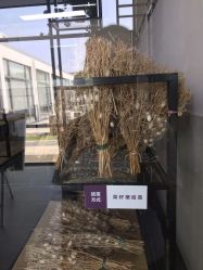 -太湖雪蚕桑文化园