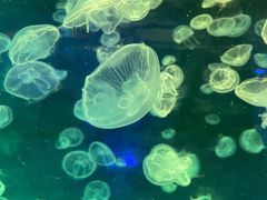 -秦皇岛新澳海底世界