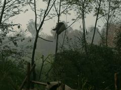 -成都大熊猫繁育研究基地
