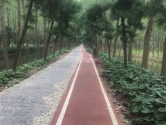 -合肥滨湖国家森林公园