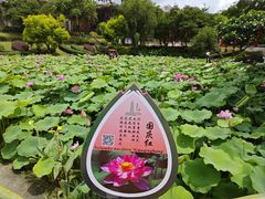 -广州莲花山旅游区