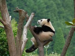 -卧龙中华大熊猫苑神树坪基地