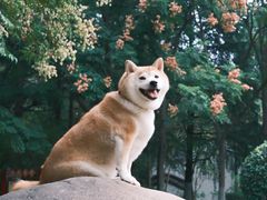 -瀛洲公园