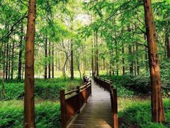 -黄海国家森林公园