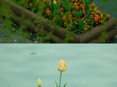 -莫愁湖公园