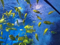 -太平洋海底世界