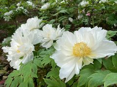 -洛阳市隋唐城遗址植物园