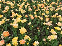 -上海鲜花港