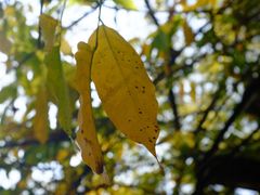 -云南师范大学(一二一西南联大校区)