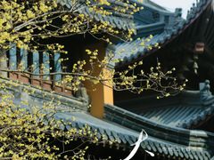 -灵谷景区