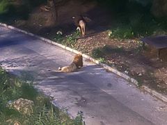 -大连森林动物园