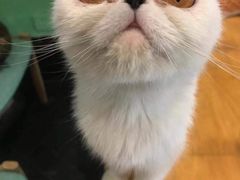 -猫色咖啡·猫咖