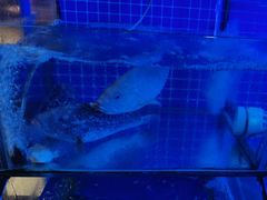 -Sasa的海(蜈支洲岛后海店)