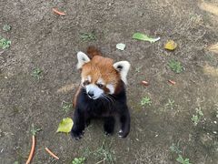 -栾川竹海野生动物园