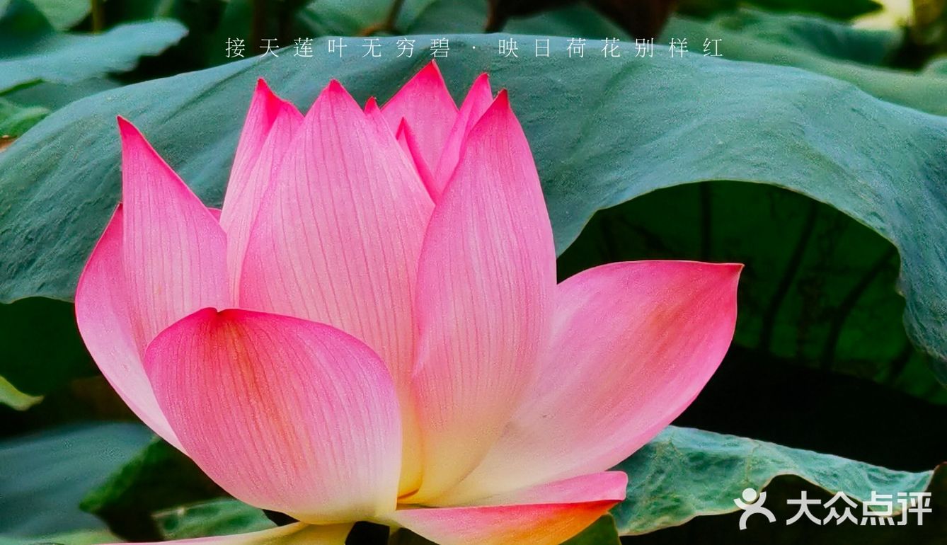 洪湖公园拍荷花之「夏雨荷」没有雨💦💦💦