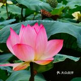 洪湖公园拍荷花之「夏雨荷」没有雨💦💦💦