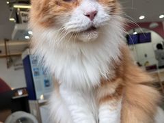 -喵园·猫主题咖啡厅·撸猫·猫咖(国贸店)