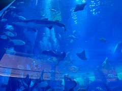 -迪拜水族馆及水下动物园