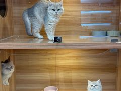-猫十亿·布偶金渐层·曼基康矮脚猫舍(青年路店)