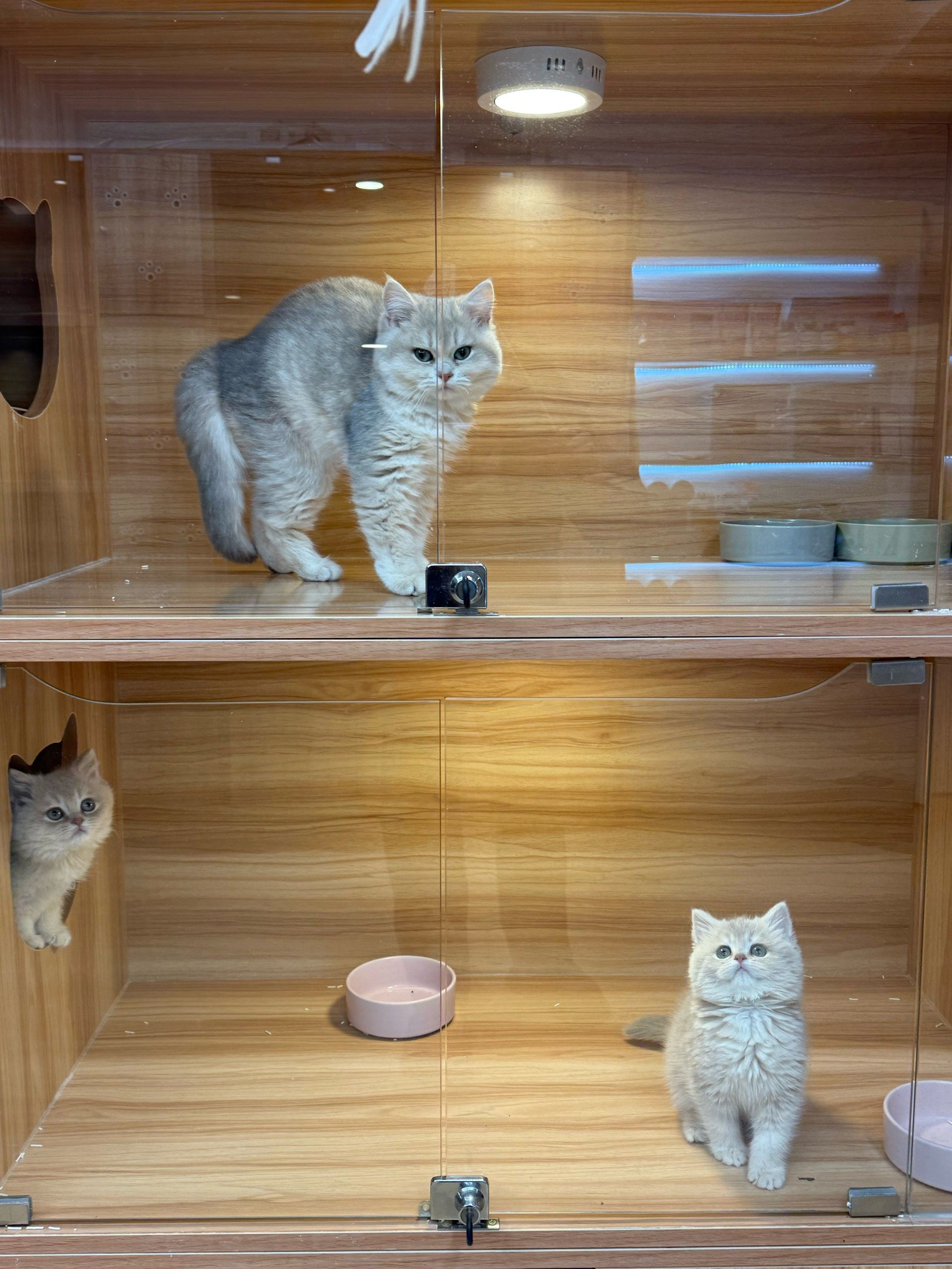 布偶猫金渐层曼基康矮脚猫舍