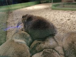 -未来动物城动物主题公园(大悦城店)