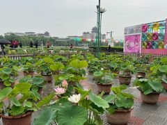 -莲花池公园