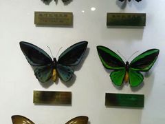 -上海昆虫博物馆