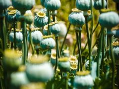 -国家植物园南园