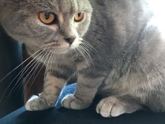 -more than meow吴止猫主题餐厅(承德 中船汇店)