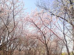 -桃花堤公园