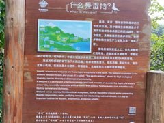 -华侨城湿地公园
