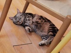 -猫咪派对(江南西店)
