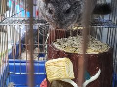 -上海大自然野生昆虫馆(东方明珠·爬宠昆虫探索中心)