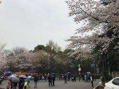 -武汉大学-樱园