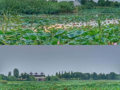 -泗洪洪泽湖湿地景区