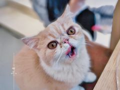-飞行喵MR PILOT|猫舍·猫咖(静安大融城店)