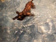 -Oh My Dog宠物沙龙(伊珊娜皮毛护理店)