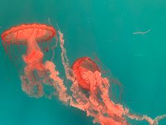 -海合安成都极地海洋公园